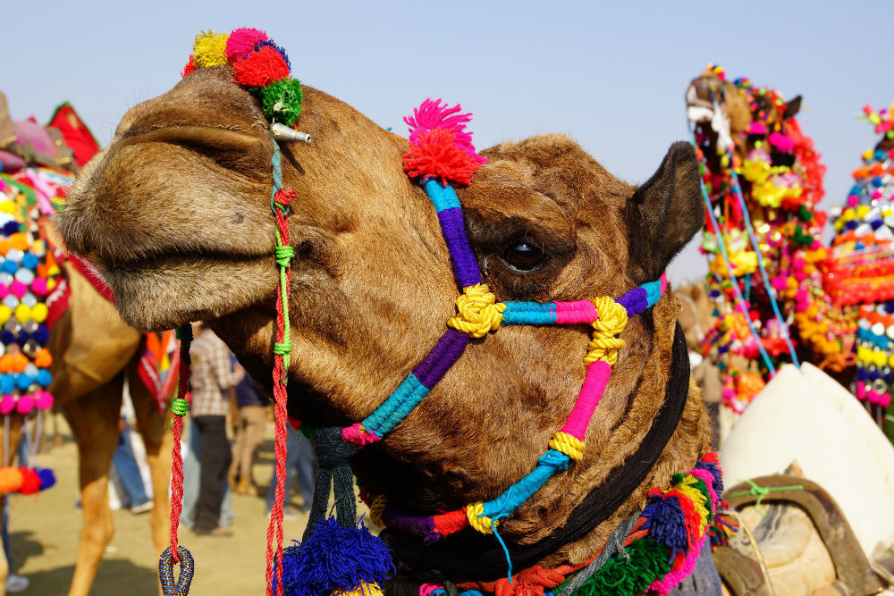 At Rajasthans International Camel Festival, tourists are enthralled by decorated camels.