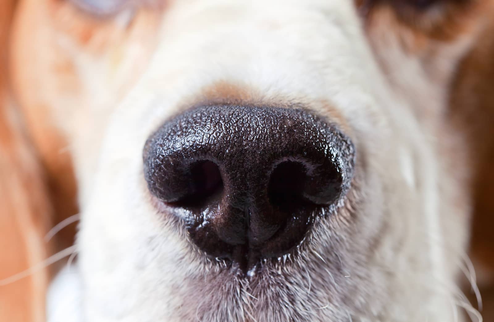 Why is your dog's nose a little moist?