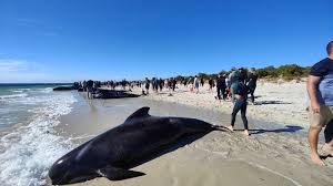 Following a huge stranding in Australia, several whales will be put to death.