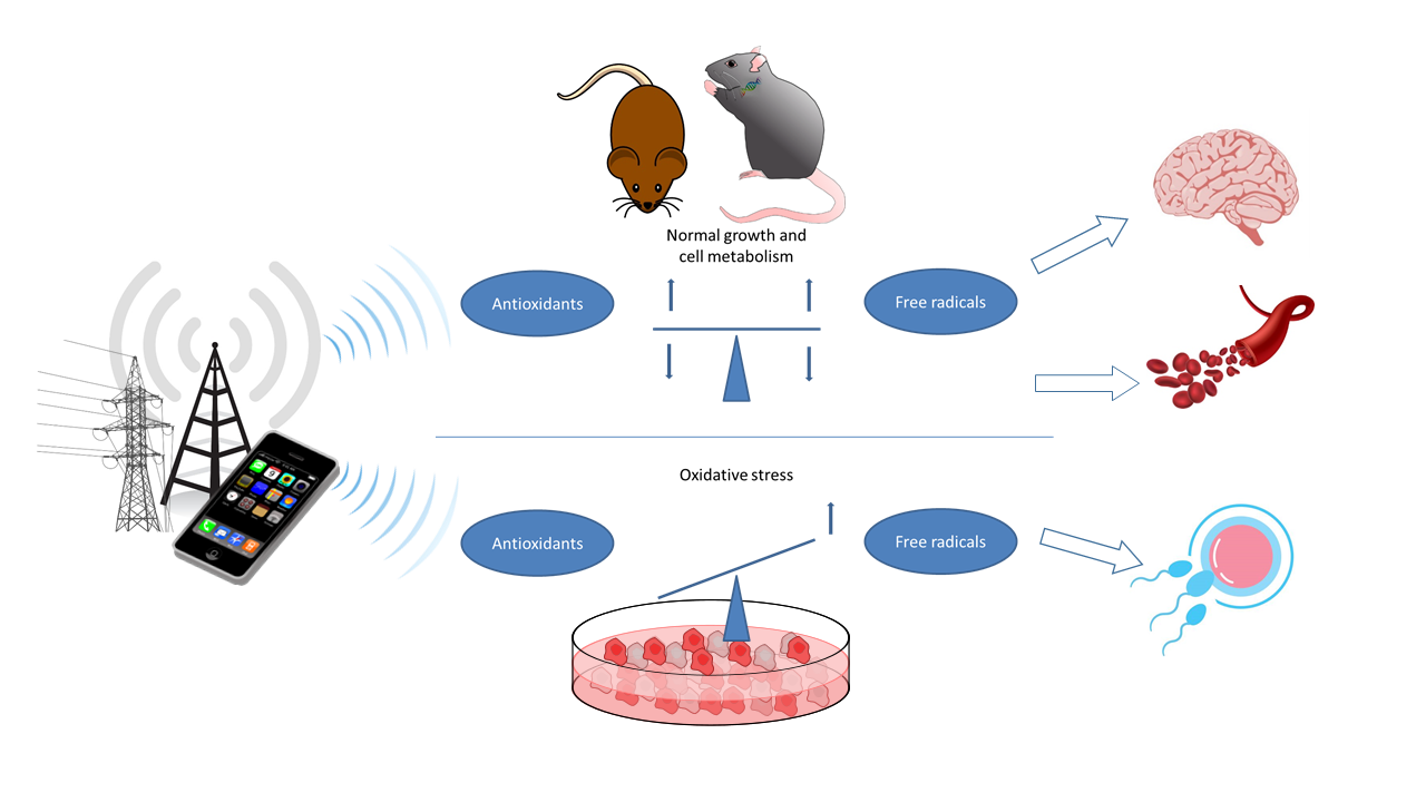 This is what occurs to the body when exposed to electromagnetic fields (EMFs) in the environment.