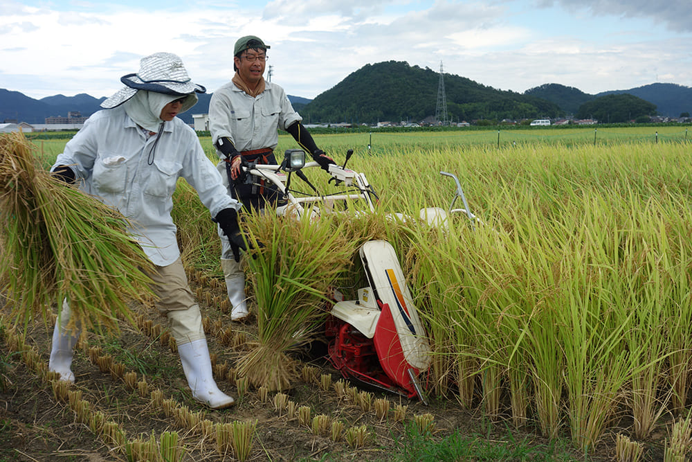 Japan hits record heat, raising concerns about rice harvests