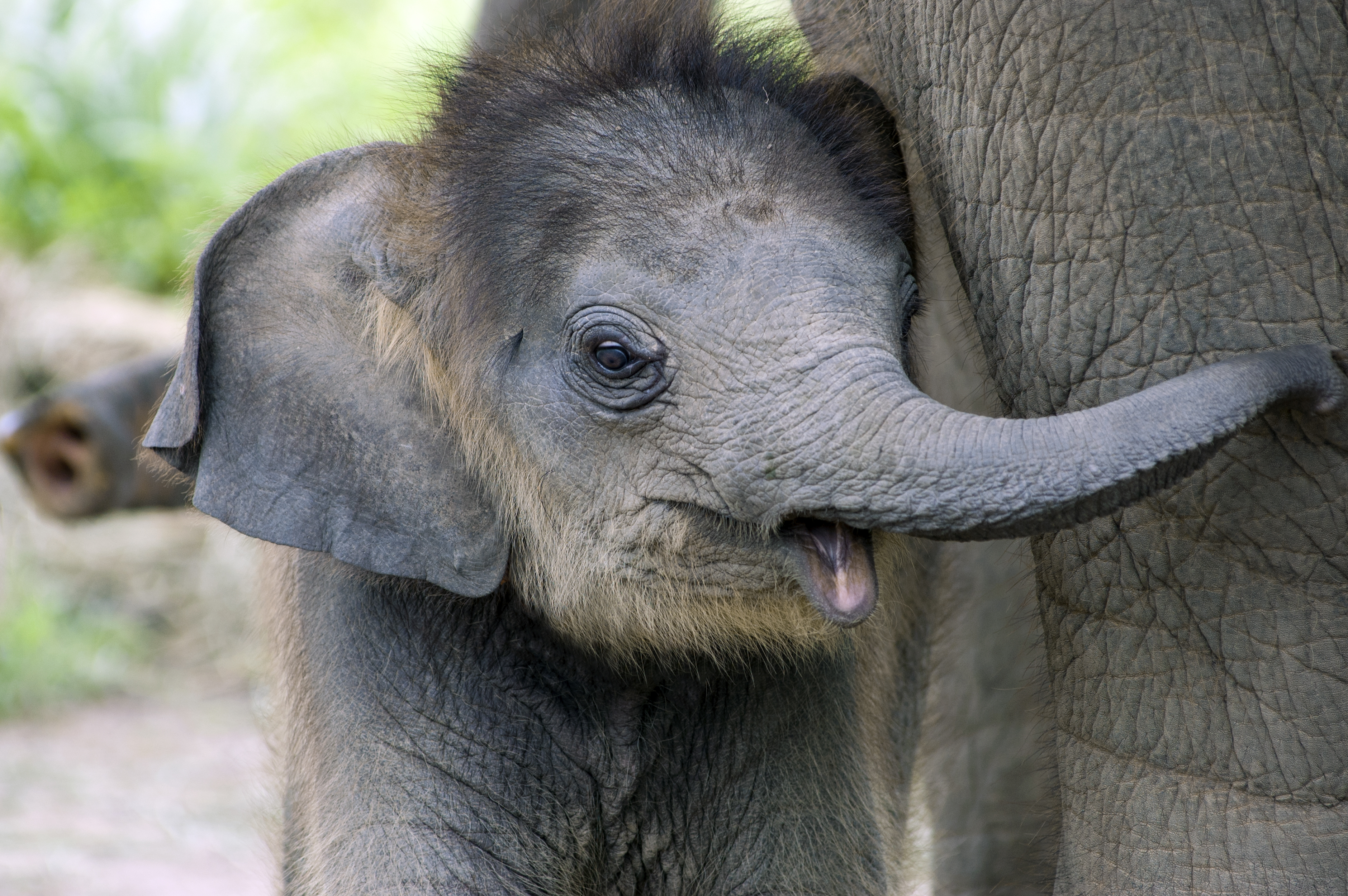Parenting is not exclusive to humans; here are 8 animals that stay with their young after giving birth.