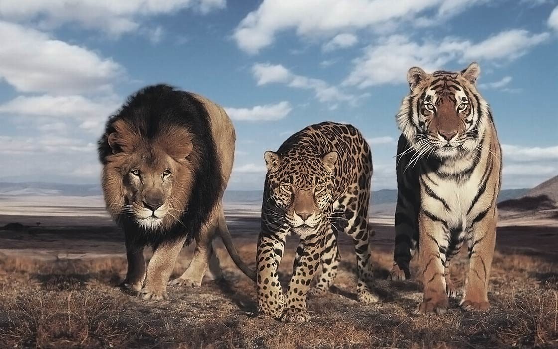 Which of the three magnificent cats would most likely prevail in a fight involving tigers, leopards, and lions?